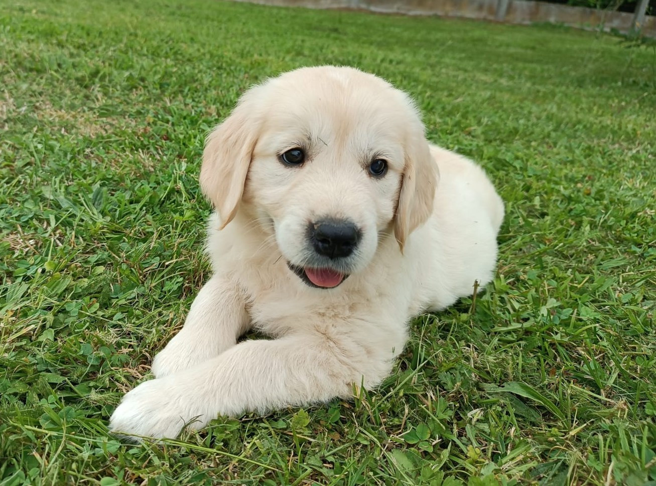 Des Jardins De Vesco - Chiots disponibles - Golden Retriever