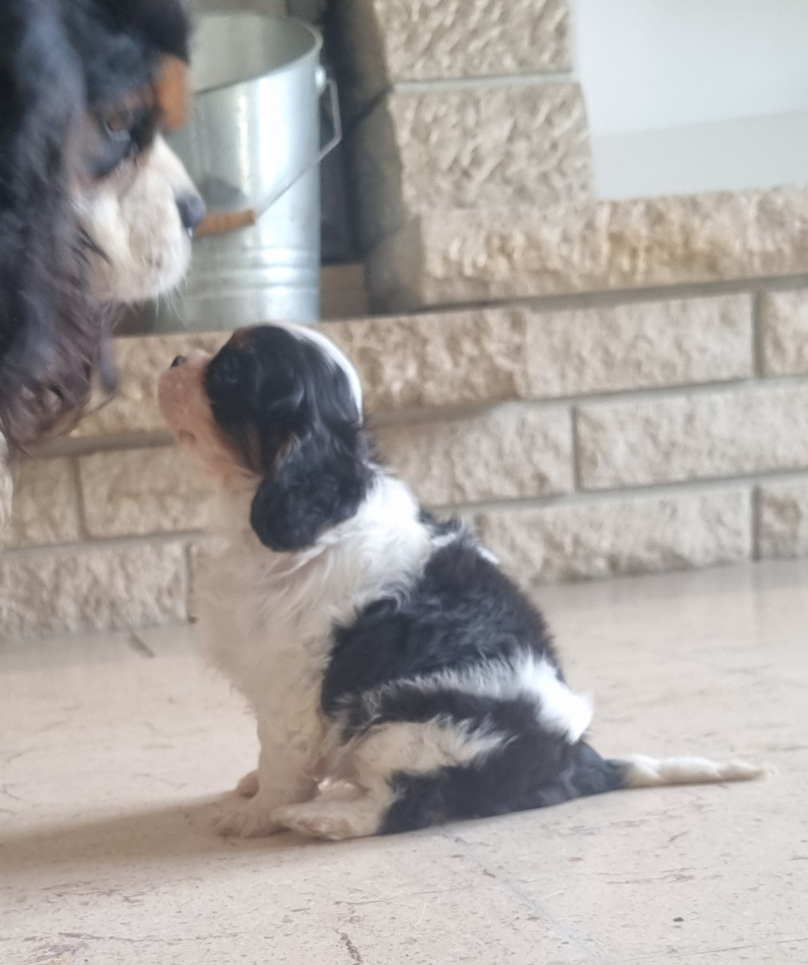 Chiot Cavalier King Charles Spaniel Des Jardins De Vesco