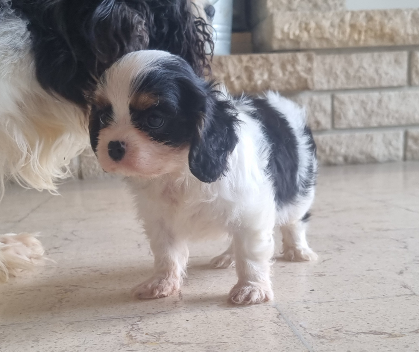Des Jardins De Vesco - Chiots disponibles - Cavalier King Charles Spaniel