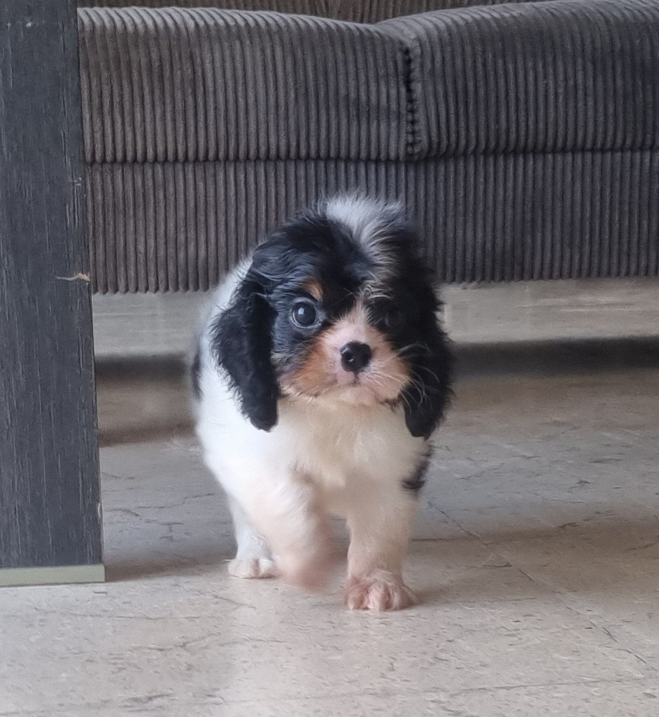 Chiot Cavalier King Charles Spaniel Des Jardins De Vesco