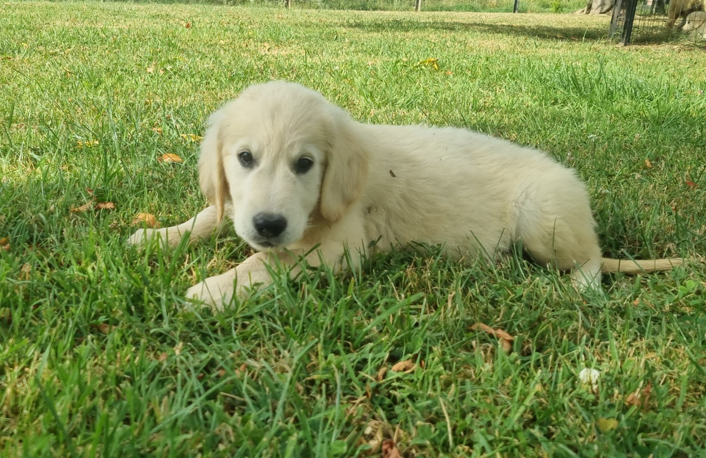 Des Jardins De Vesco - Chiots disponibles - Golden Retriever
