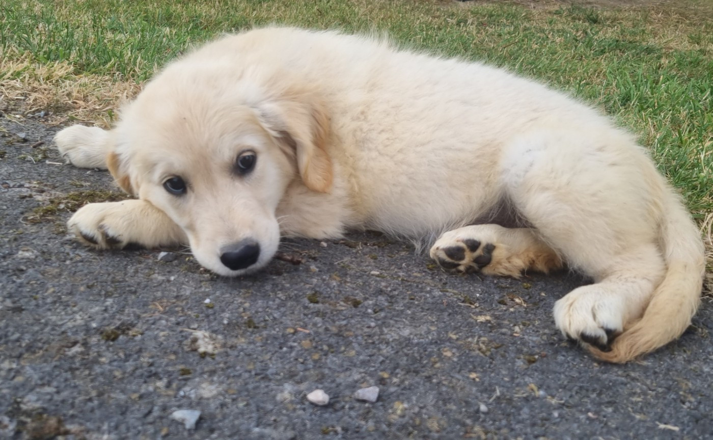 Des Jardins De Vesco - Chiots disponibles - Golden Retriever
