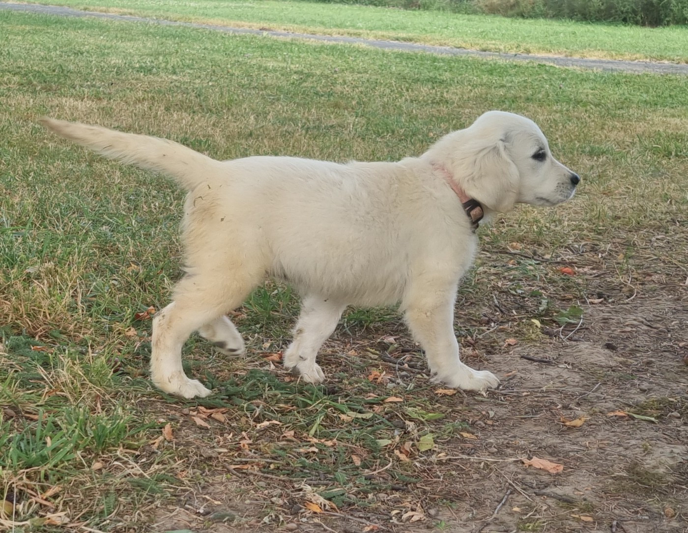 Des Jardins De Vesco - Chiots disponibles - Golden Retriever