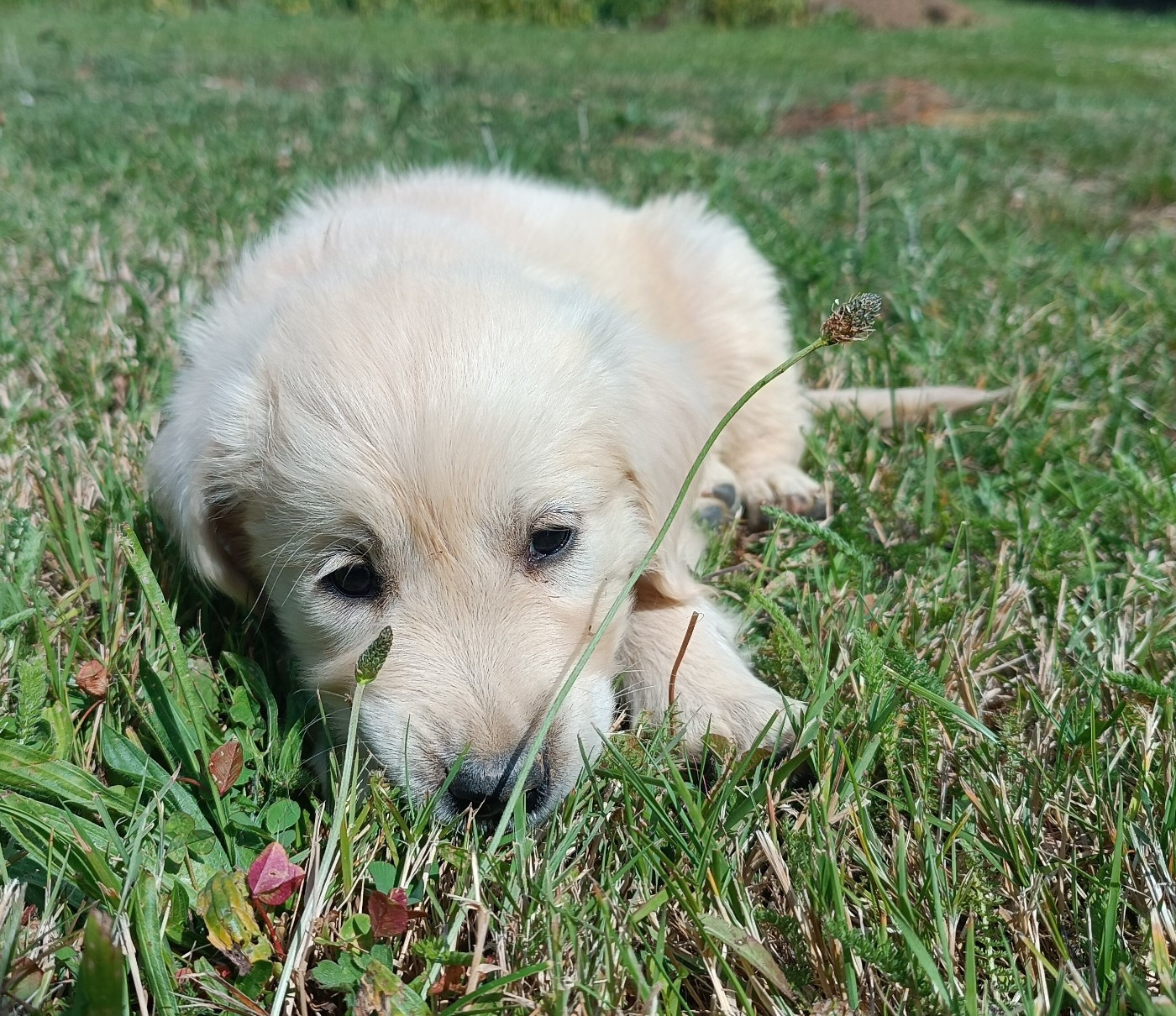 Des Jardins De Vesco - Chiots disponibles - Golden Retriever