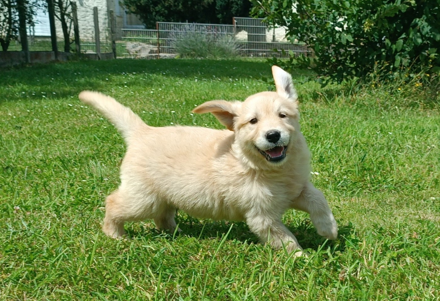 Des Jardins De Vesco - Chiots disponibles - Golden Retriever