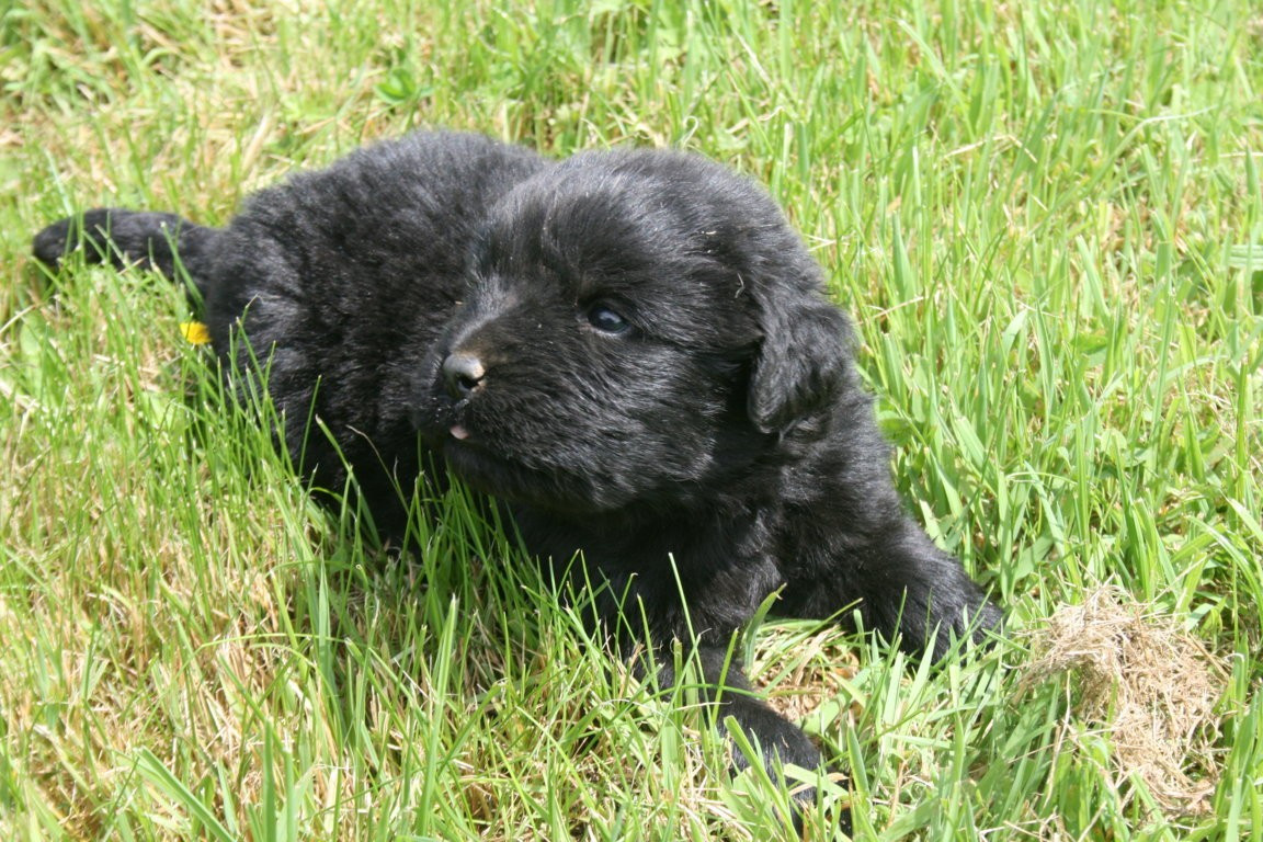 Des Jardins De Vesco - Chiots disponibles - Terre-neuve