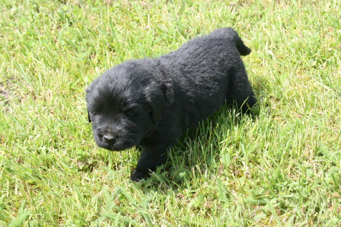 Des Jardins De Vesco - Chiots disponibles - Terre-neuve