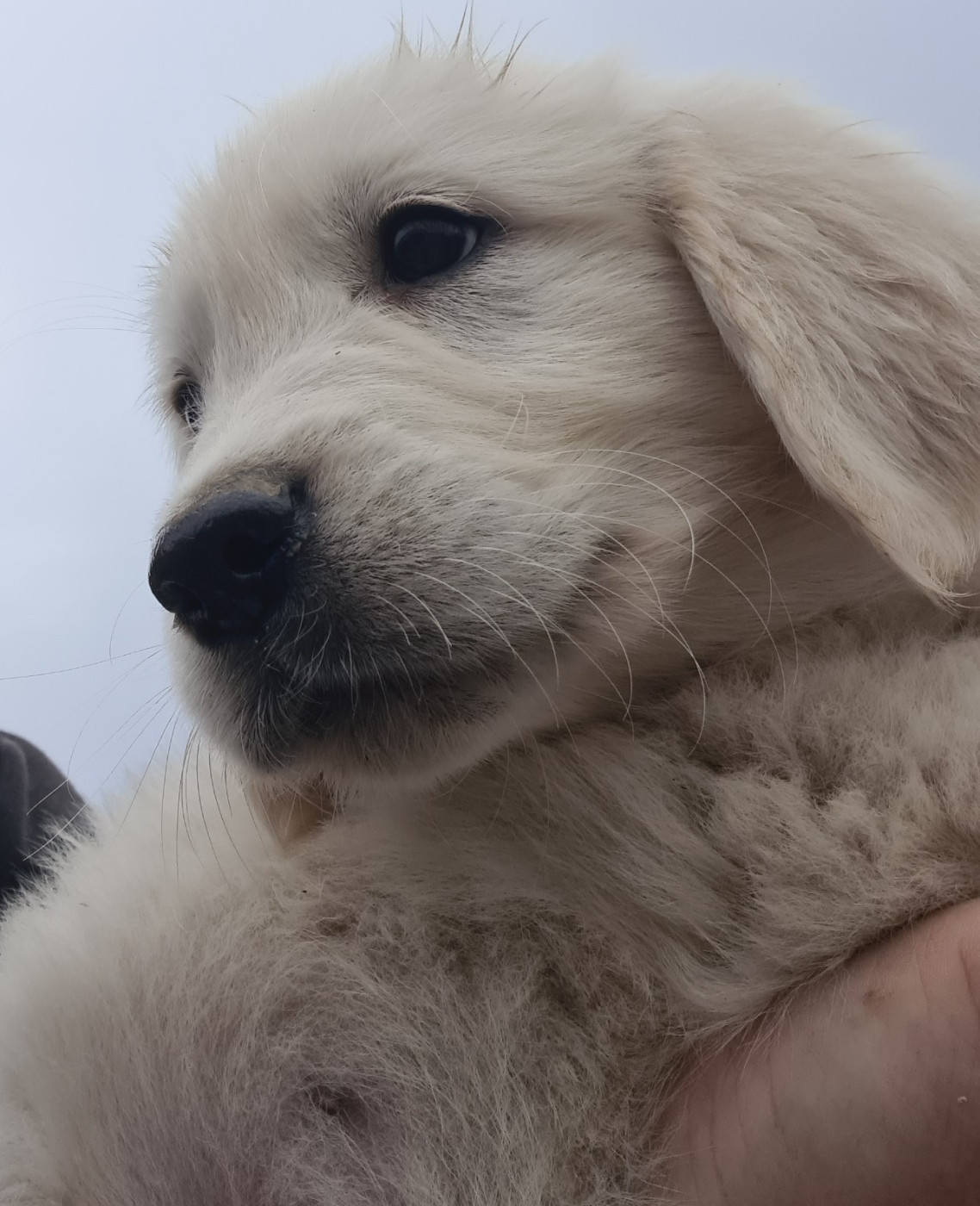Chiot Golden Retriever Des Jardins De Vesco