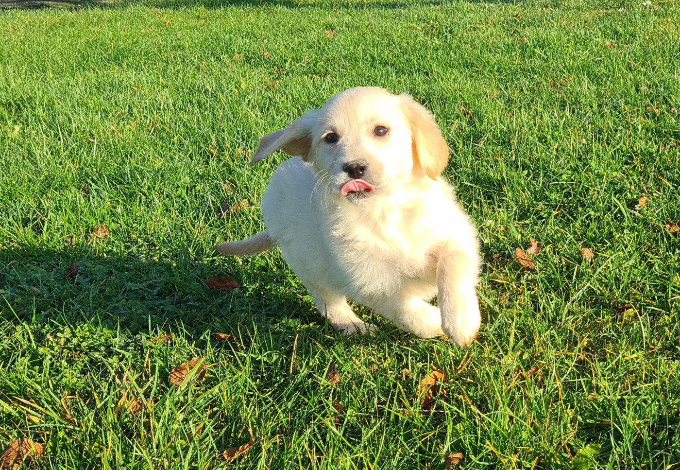 Des Jardins De Vesco - Chiots disponibles - Golden Retriever