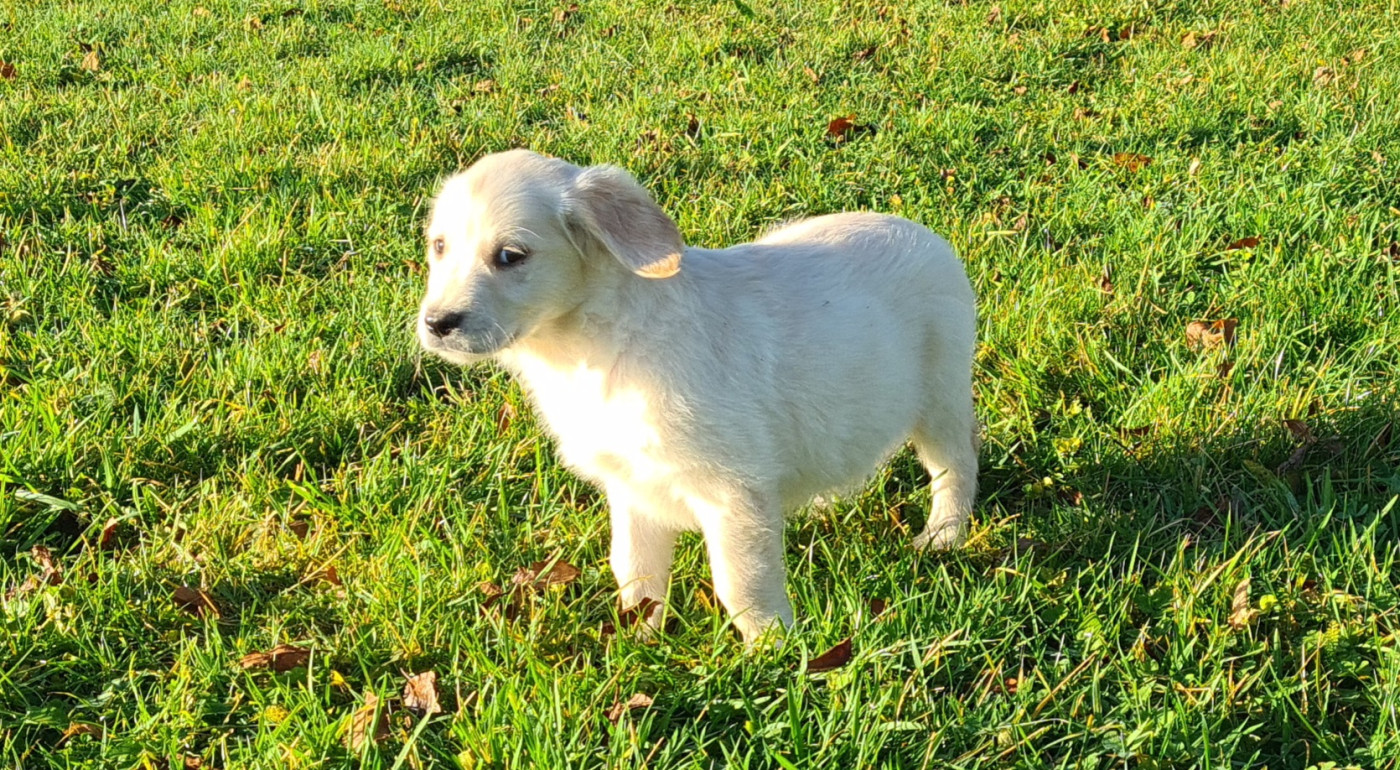 Des Jardins De Vesco - Chiots disponibles - Golden Retriever