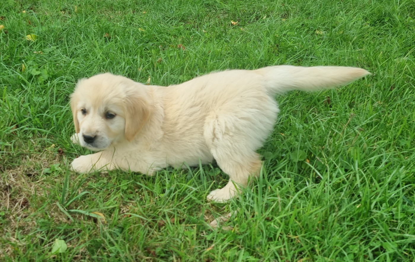 Des Jardins De Vesco - Chiots disponibles - Golden Retriever