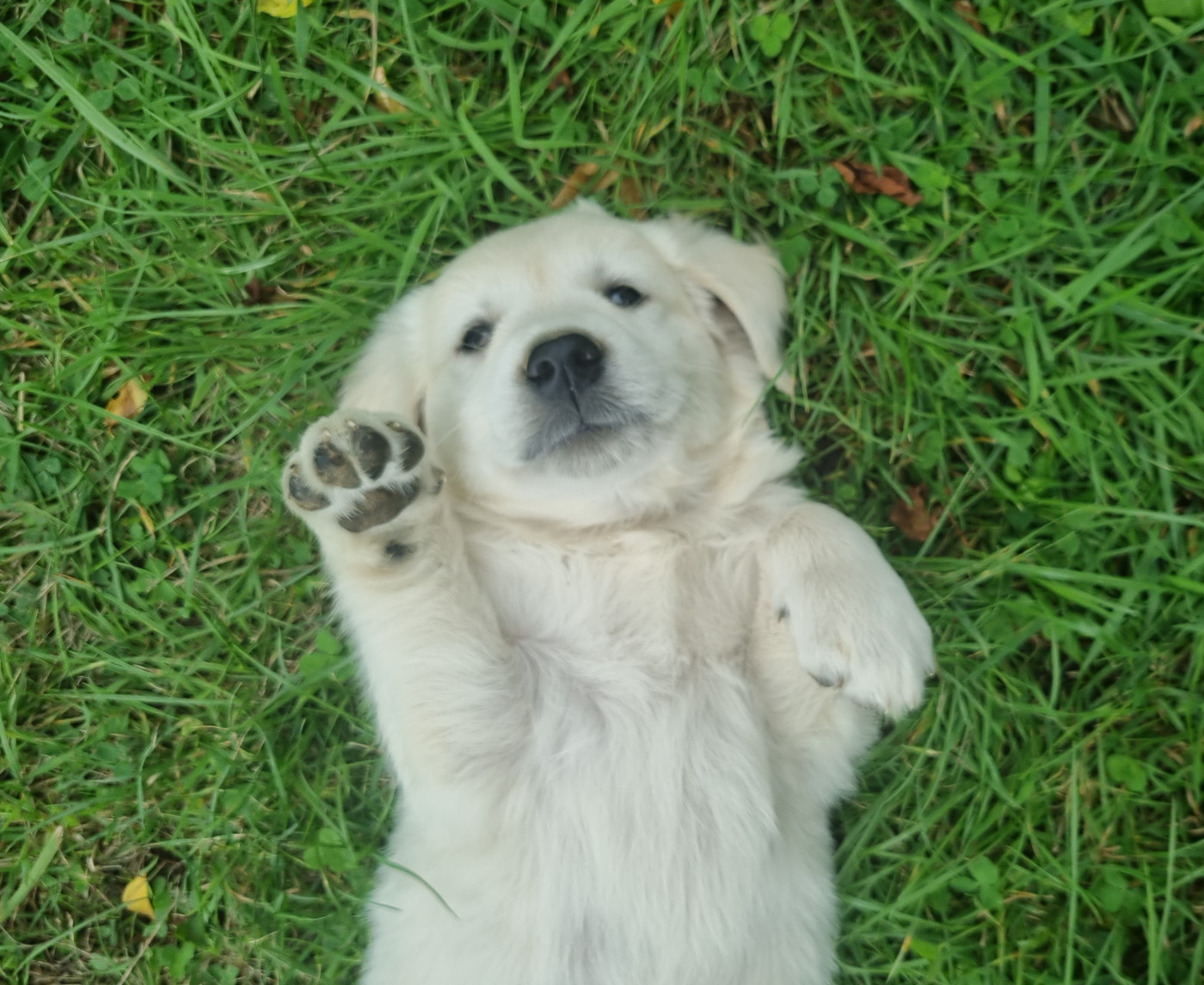 Des Jardins De Vesco - Chiots disponibles - Golden Retriever