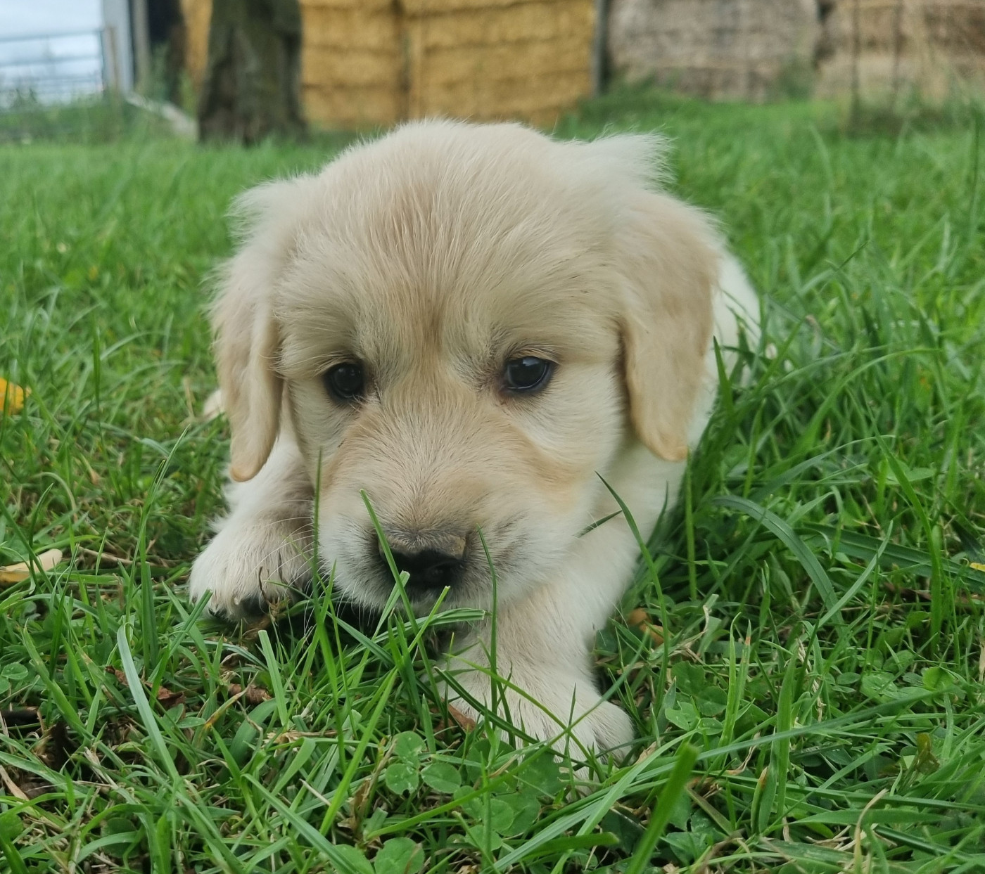 Des Jardins De Vesco - Chiots disponibles - Golden Retriever