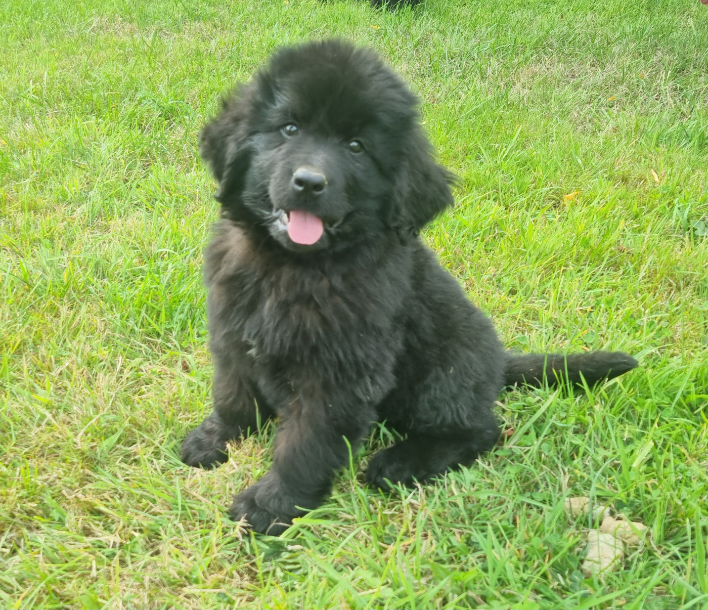 Des Jardins De Vesco - Chiots disponibles - Terre-neuve