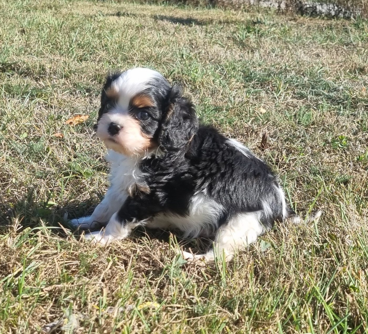 Des Jardins De Vesco - Chiots disponibles - Cavalier King Charles Spaniel