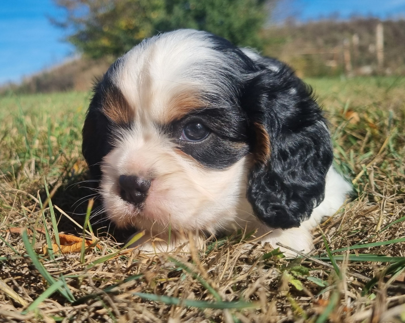 Des Jardins De Vesco - Chiots disponibles - Cavalier King Charles Spaniel