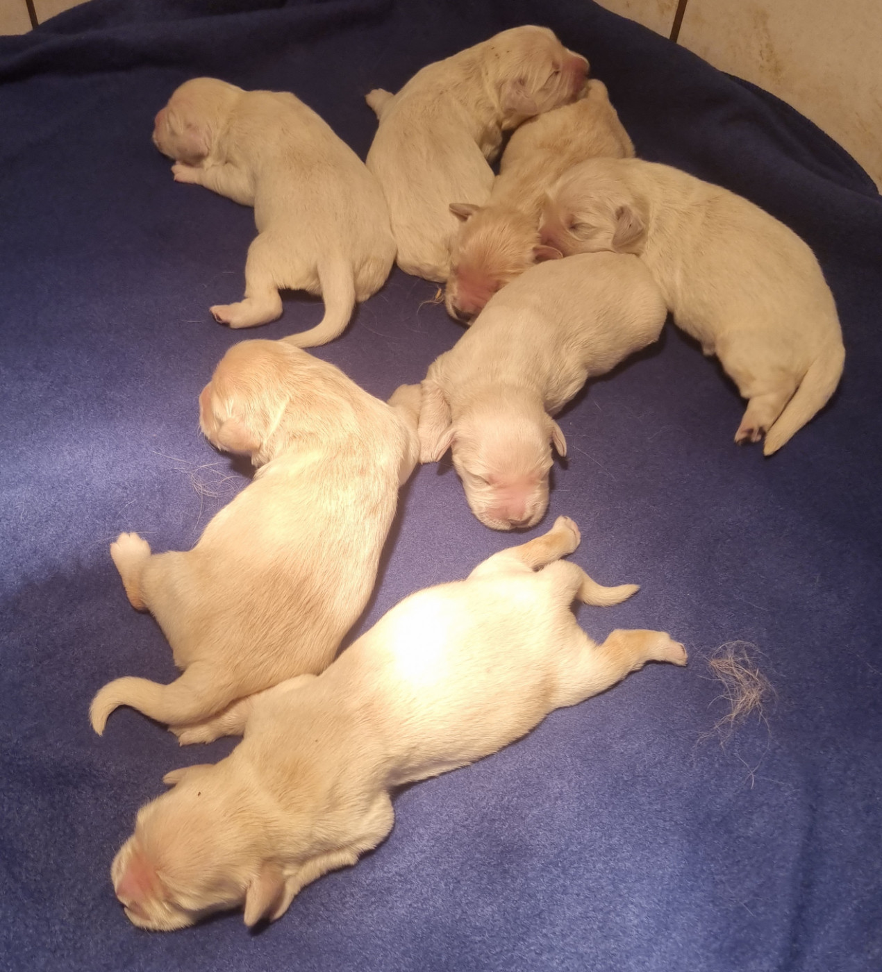 Chiot Golden Retriever Des Jardins De Vesco