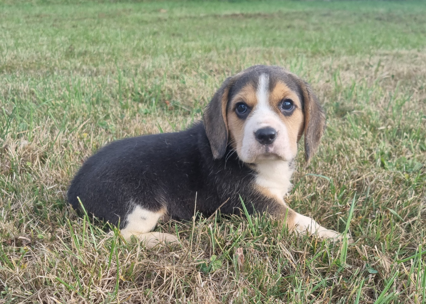 Chiot Beagle Des Jardins De Vesco