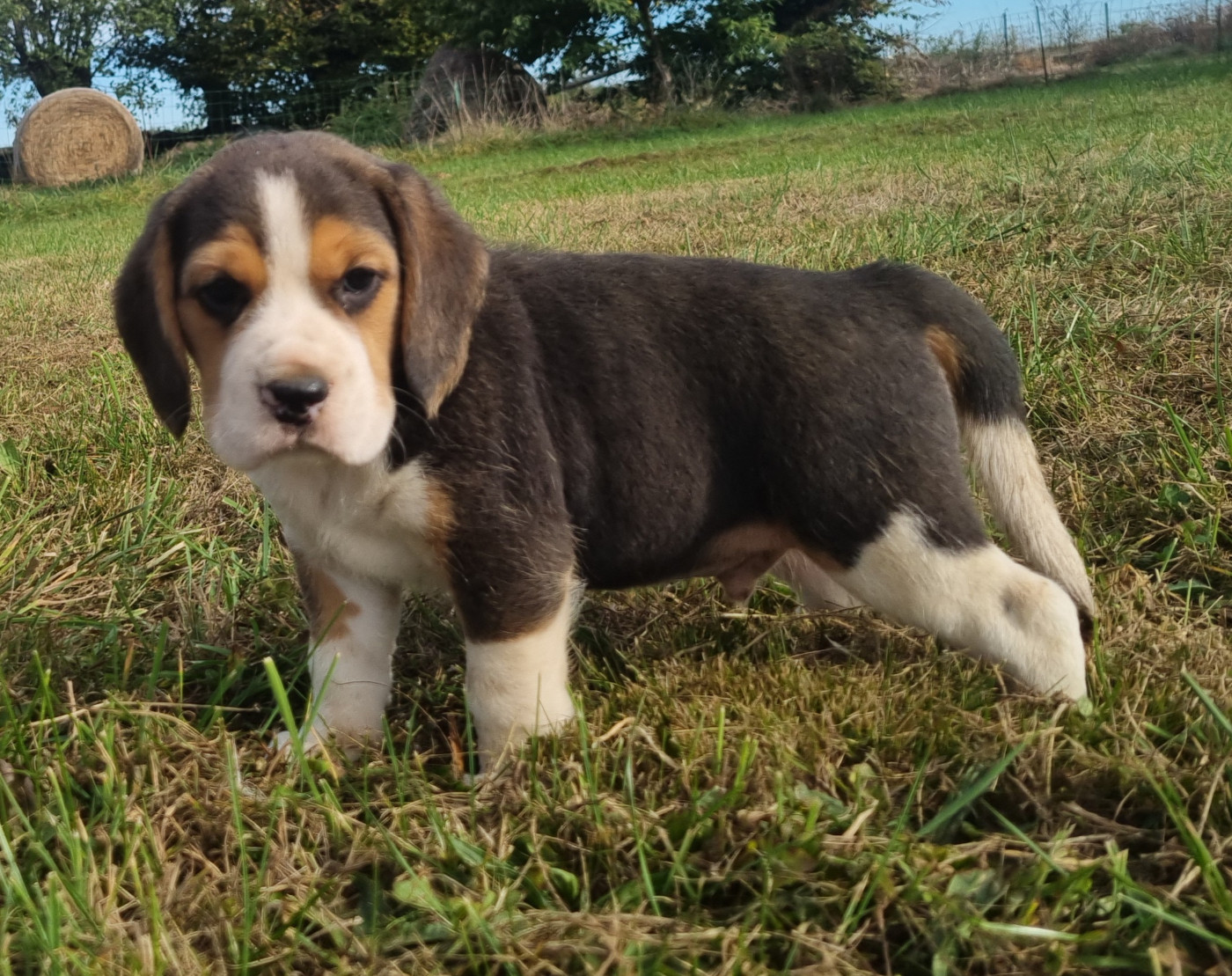 Des Jardins De Vesco - Chiots disponibles - Beagle