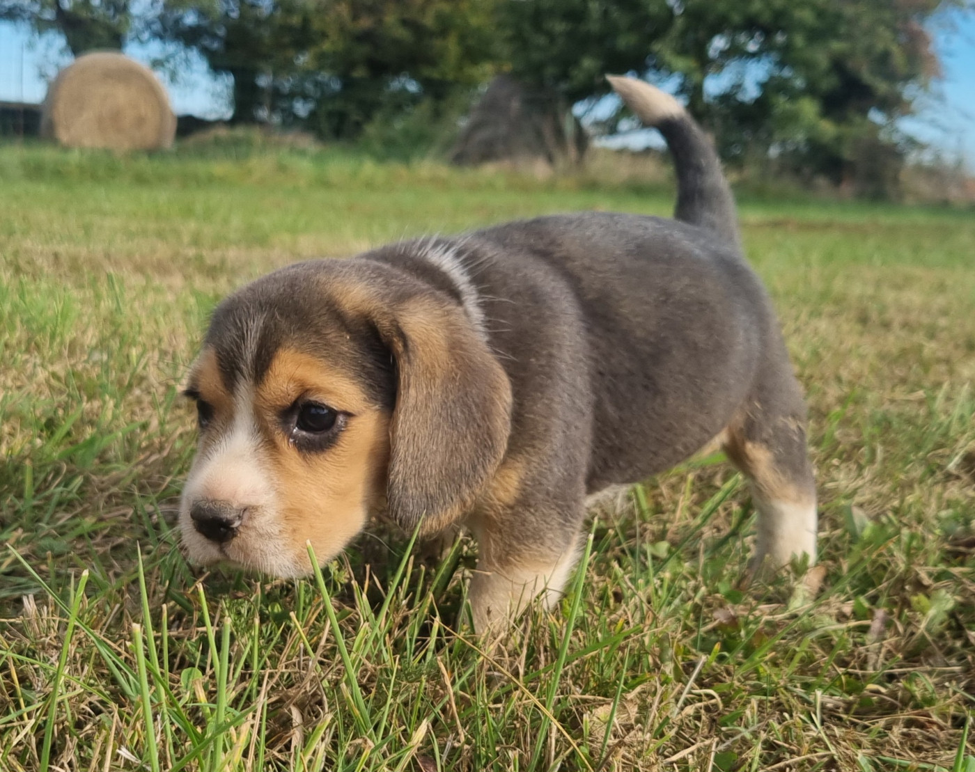 Des Jardins De Vesco - Chiots disponibles - Beagle