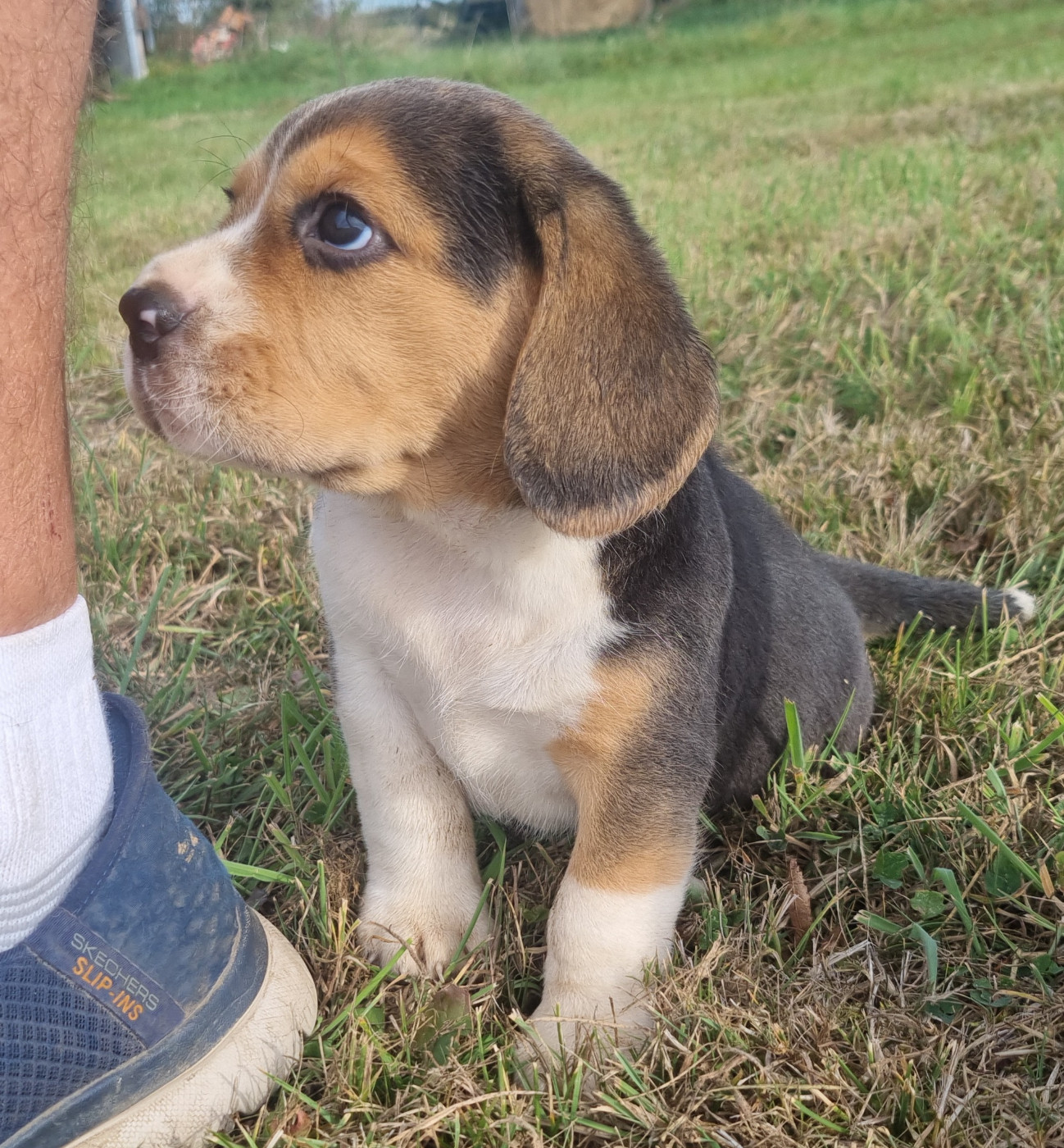 Des Jardins De Vesco - Chiots disponibles - Beagle