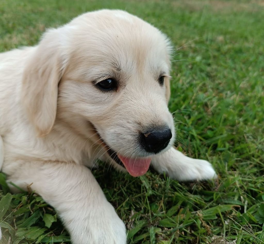 Des Jardins De Vesco - Chiots disponibles - Golden Retriever