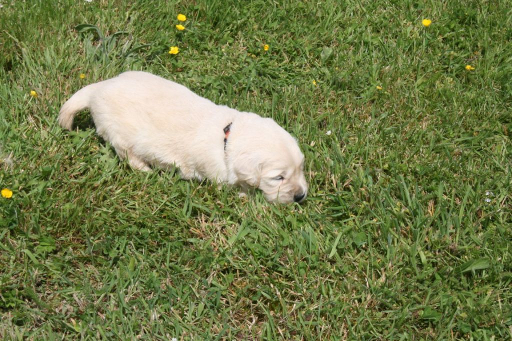 Des Jardins De Vesco - Chiots disponibles - Golden Retriever