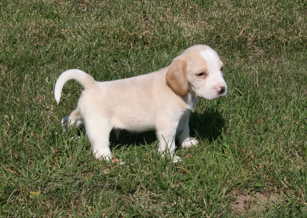 Chiot Beagle Des Jardins De Vesco