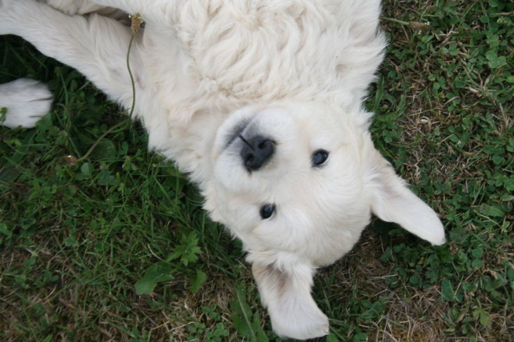 Des Jardins De Vesco - Chiots disponibles - Golden Retriever