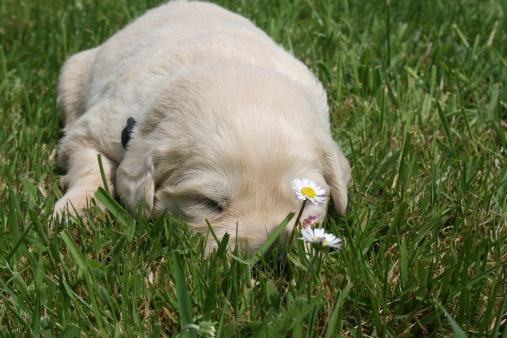 Des Jardins De Vesco - Chiots disponibles - Golden Retriever
