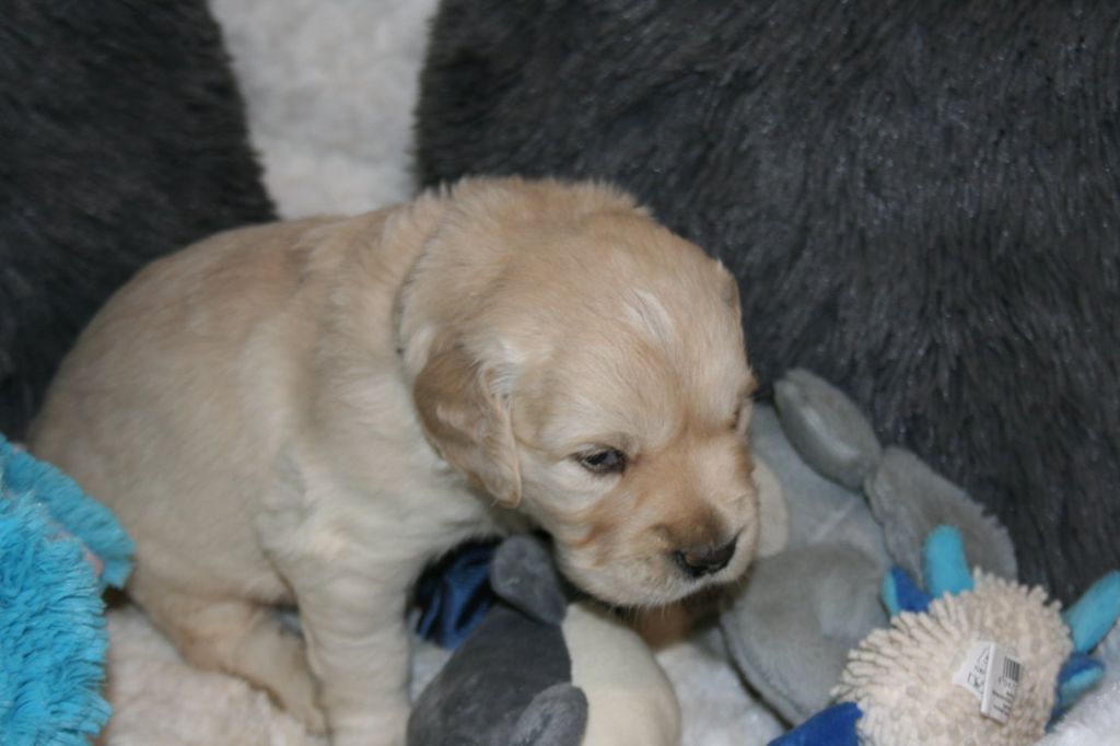 Des Jardins De Vesco - Chiots disponibles - Golden Retriever