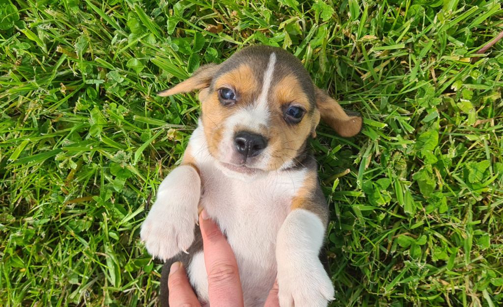 Chiot Beagle Des Jardins De Vesco