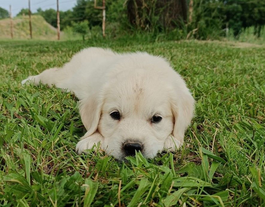 Des Jardins De Vesco - Chiots disponibles - Golden Retriever