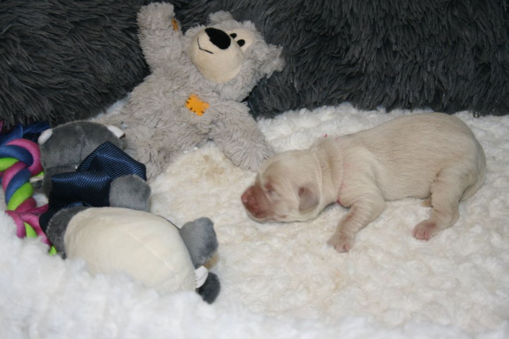 Des Jardins De Vesco - Chiots disponibles - Golden Retriever