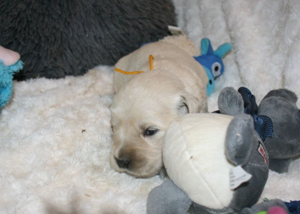 Des Jardins De Vesco - Chiots disponibles - Golden Retriever