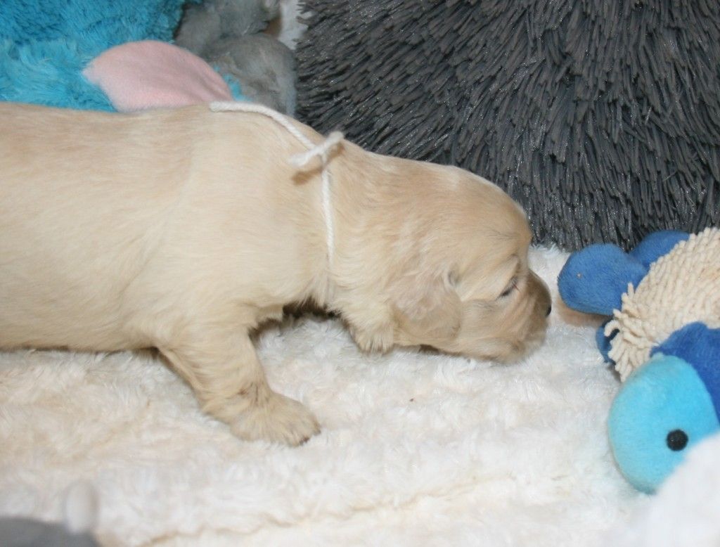 Des Jardins De Vesco - Chiots disponibles - Golden Retriever