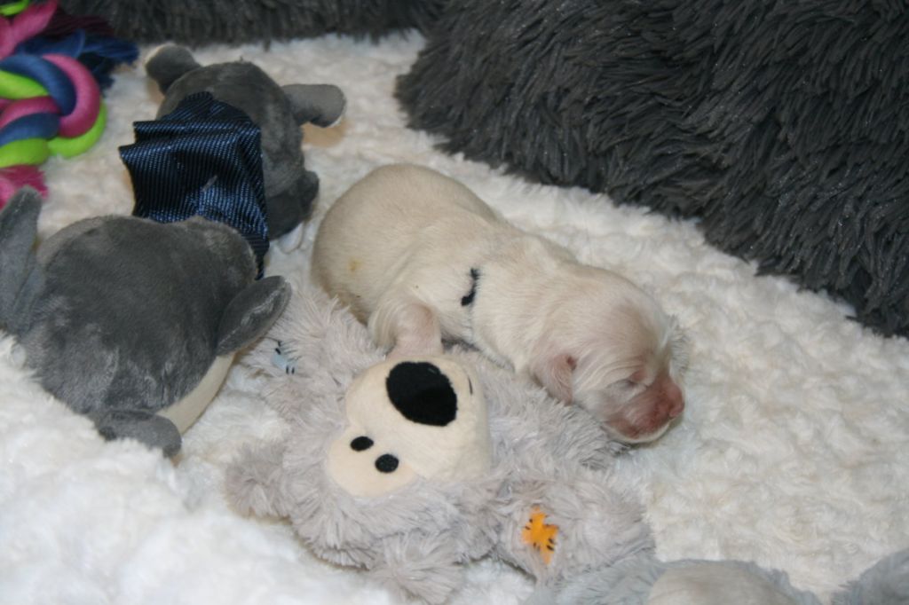 Des Jardins De Vesco - Chiots disponibles - Golden Retriever