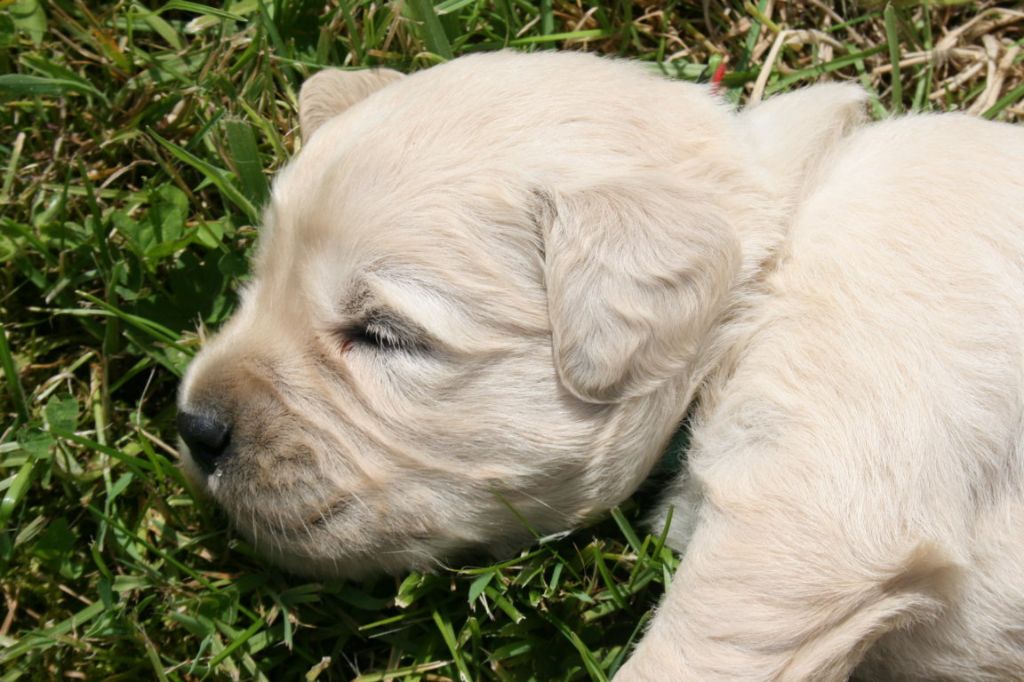 Des Jardins De Vesco - Chiots disponibles - Golden Retriever