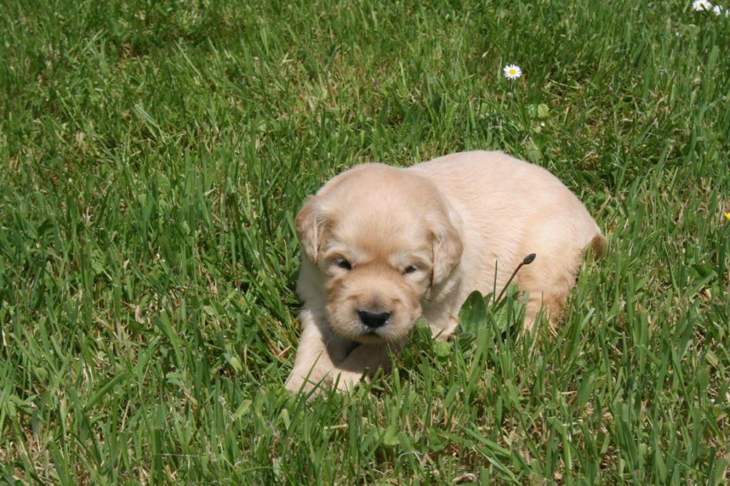 Des Jardins De Vesco - Chiots disponibles - Golden Retriever