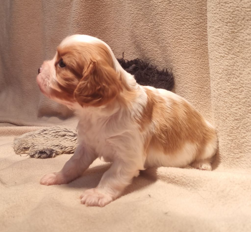 Des Jardins De Vesco - Chiots disponibles - Cavalier King Charles Spaniel