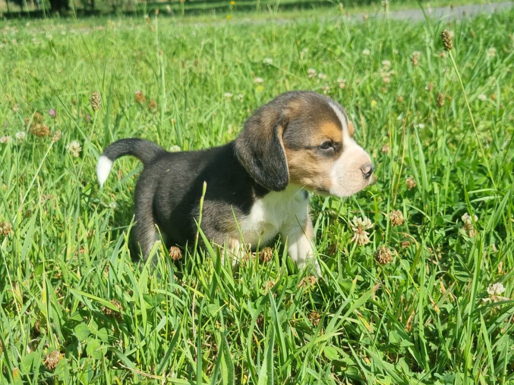 Des Jardins De Vesco - Chiots disponibles - Beagle