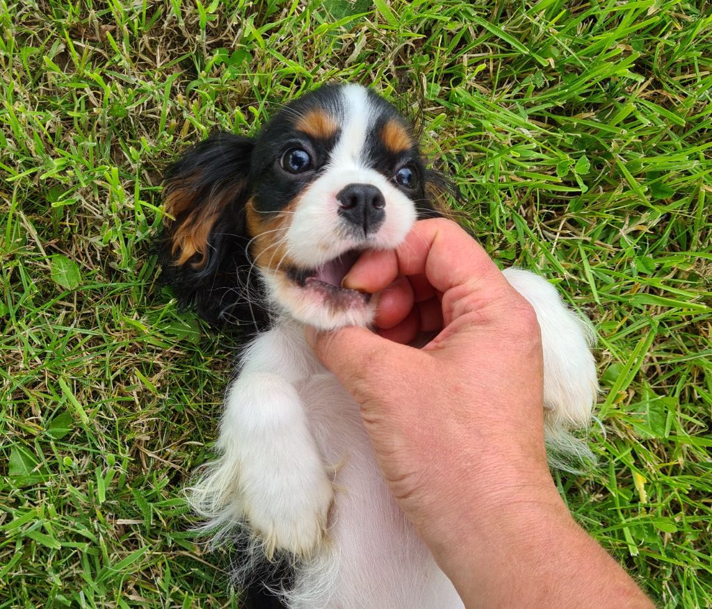 Chiot Cavalier King Charles Spaniel Des Jardins De Vesco