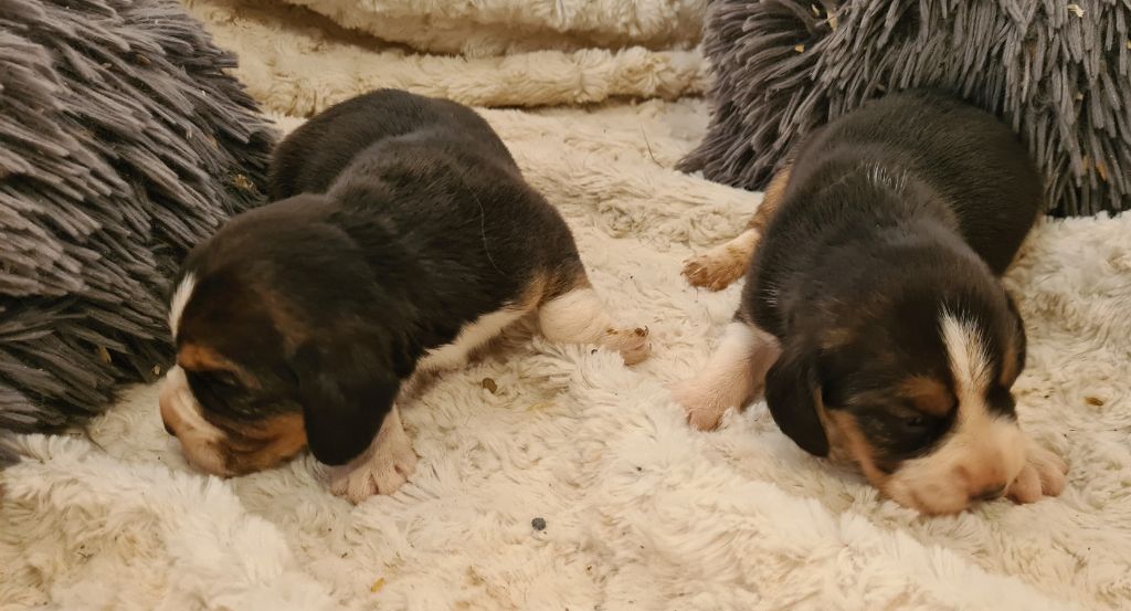 Chiot Beagle Des Jardins De Vesco