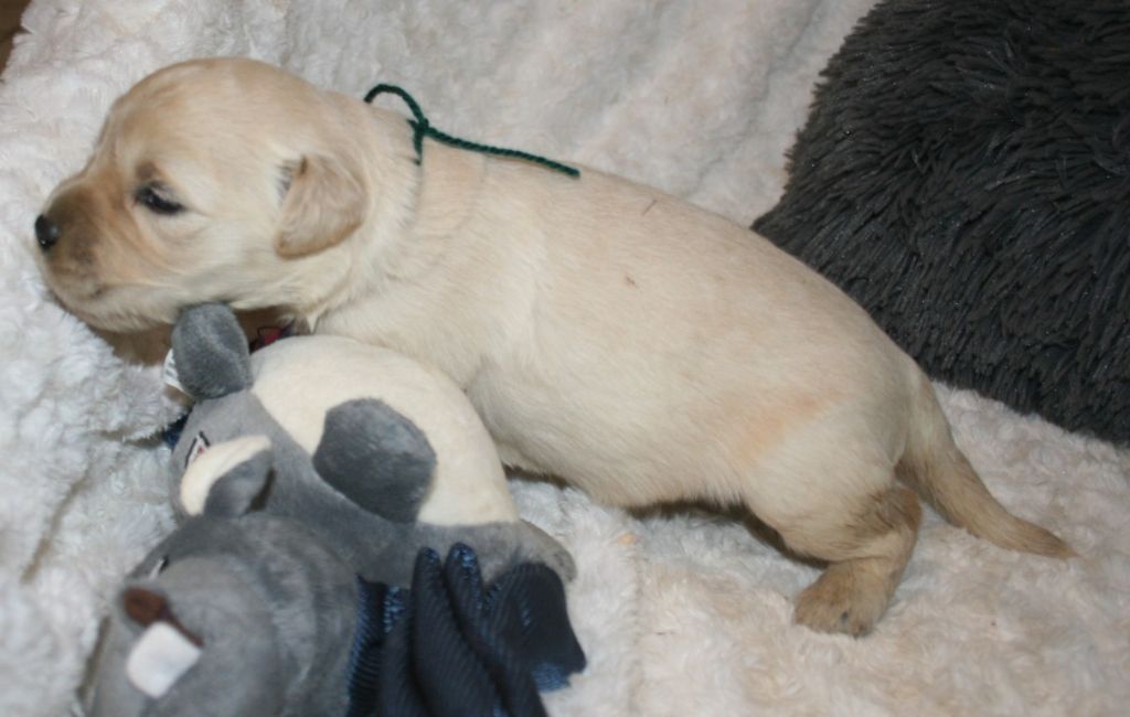 Des Jardins De Vesco - Chiots disponibles - Golden Retriever