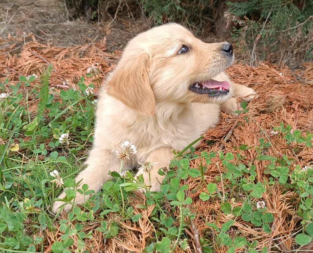 Des Jardins De Vesco - Chiots disponibles - Golden Retriever