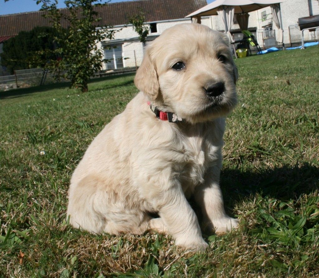 Des Jardins De Vesco - Chiots disponibles - Golden Retriever
