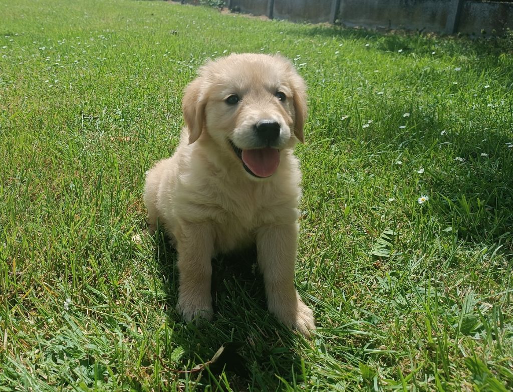 Des Jardins De Vesco - Chiots disponibles - Golden Retriever