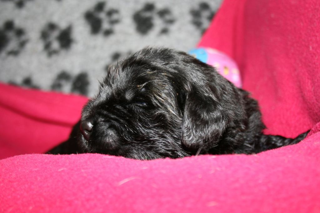 Des Jardins De Vesco - Chiots disponibles - Terre-neuve