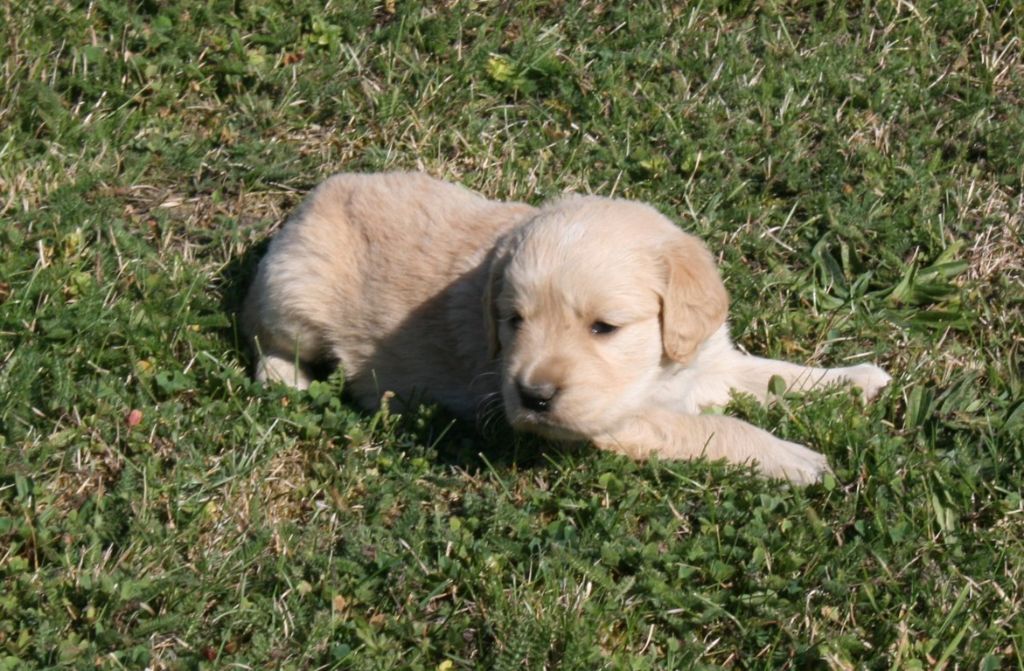 Des Jardins De Vesco - Chiots disponibles - Golden Retriever
