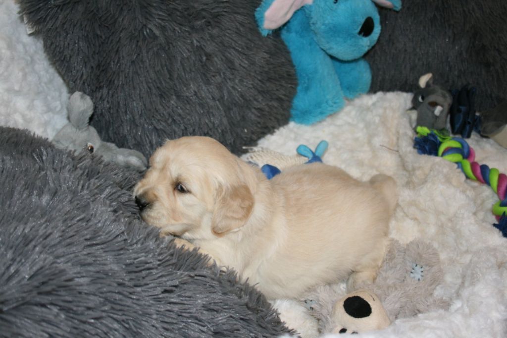 Des Jardins De Vesco - Chiots disponibles - Golden Retriever
